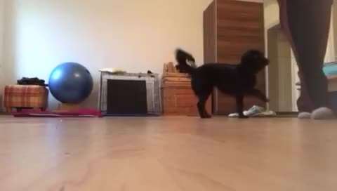 Vielleicht kann mich jemand beruhigen. Najuk humpelt und ich kann nicht feststellen woran es liegt. Seht ihr etwas seltsames in seinen Bewegungen? Haltest ihr es für einen Wachstumsschub?-Beitrag-Bild