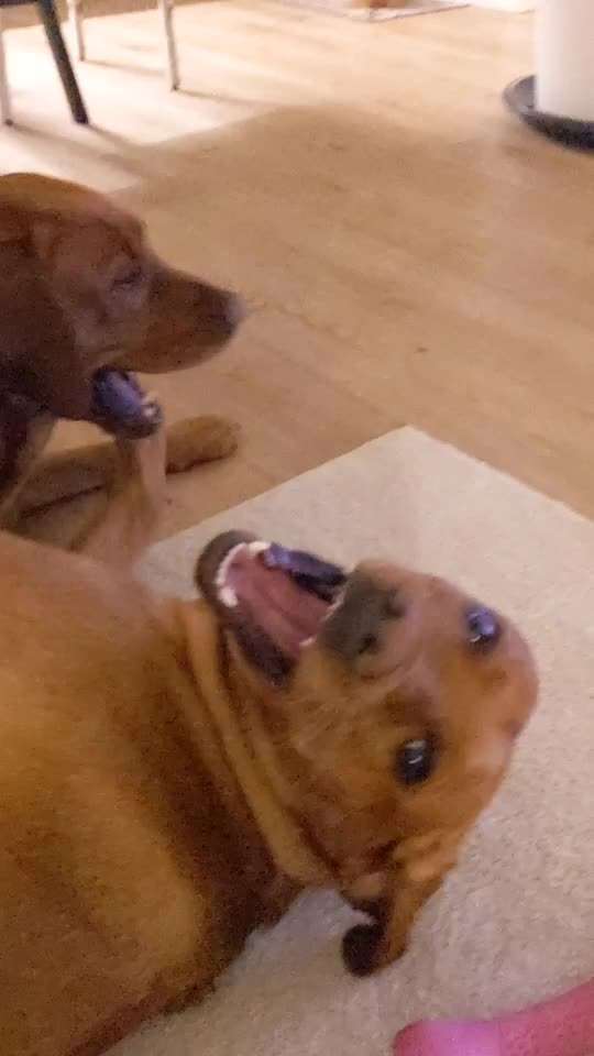 Labradorfans-Beitrag-Bild