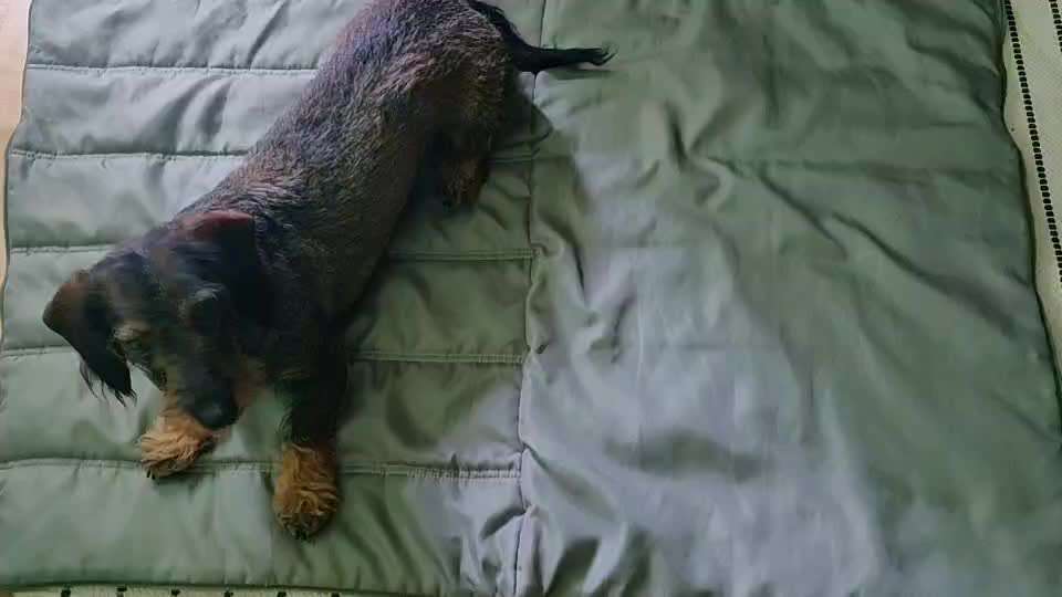 Dogorama Blog Challenge: Hundetricks-Beitrag-Bild