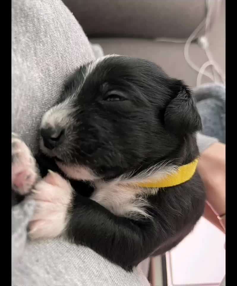 Vom Welpen zum Hund-Beitrag-Bild