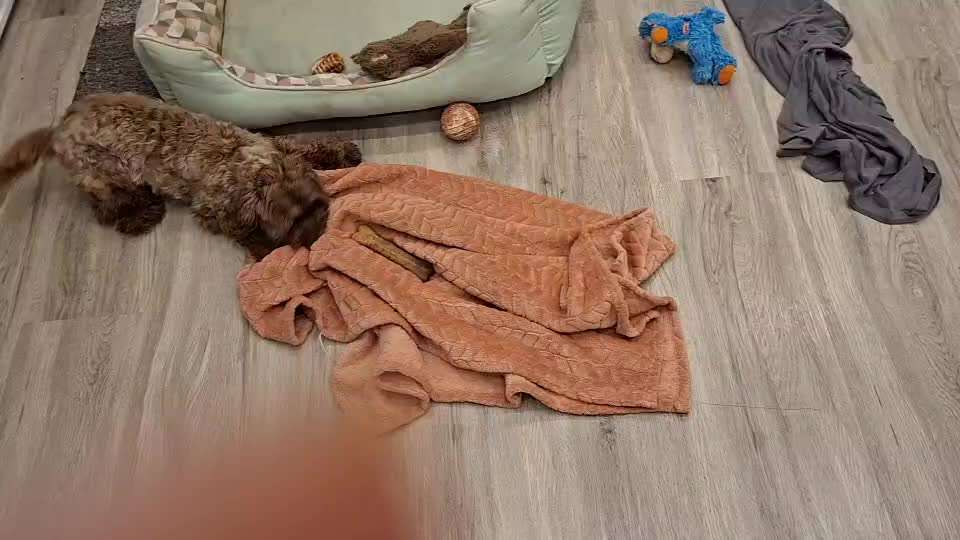 Zeigt her eure Pudel und Pudelmischlinge (:-Beitrag-Bild