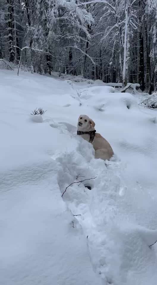 Wo sind die Golden Retriever Liebhaber?-Beitrag-Bild