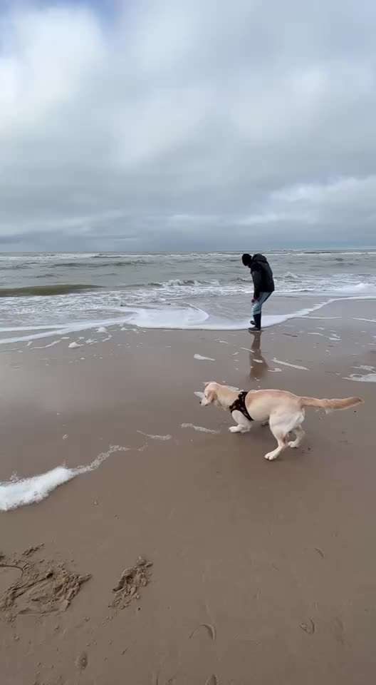 Wo sind die Golden Retriever Liebhaber?-Beitrag-Bild