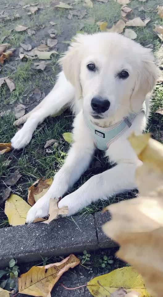 Wo sind die Golden Retriever Liebhaber?-Beitrag-Bild