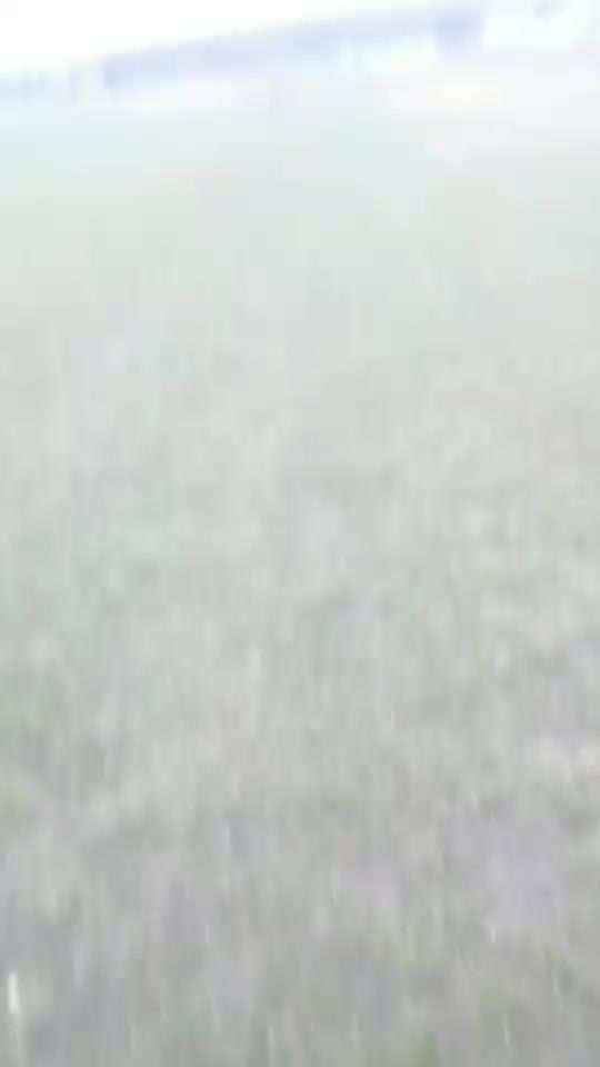 35. Impulskontrollübung "Kontakt mit anderen Tieren"-Beitrag-Bild