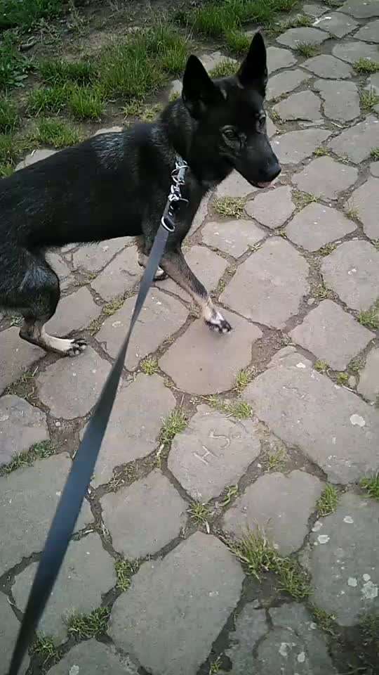 35. Impulskontrollübung "Kontakt mit anderen Tieren"-Beitrag-Bild