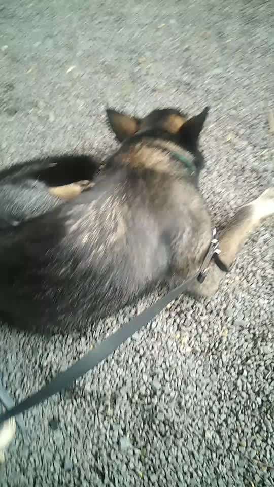 34. Impulskontrollübung "Ruhe an fremden Orten"-Beitrag-Bild