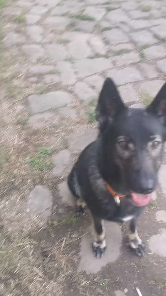 74. Trick-Übung "Leckerli schnappen"-Beitrag-Bild