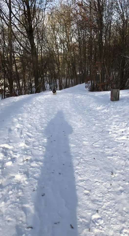 Brachycephale Hunderassen-Beitrag-Bild