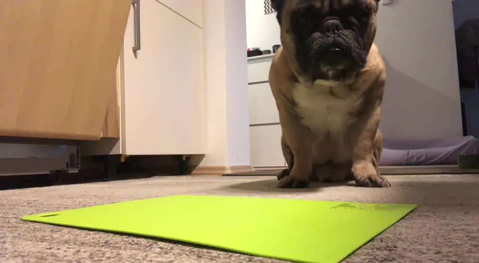 Brachycephale Hunderassen-Beitrag-Bild