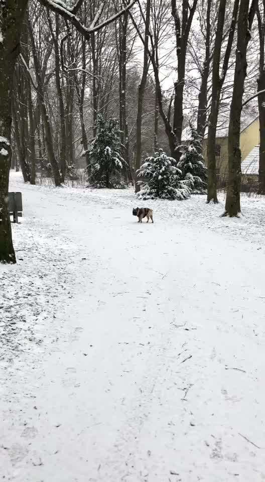 Brachycephale Hunderassen-Beitrag-Bild