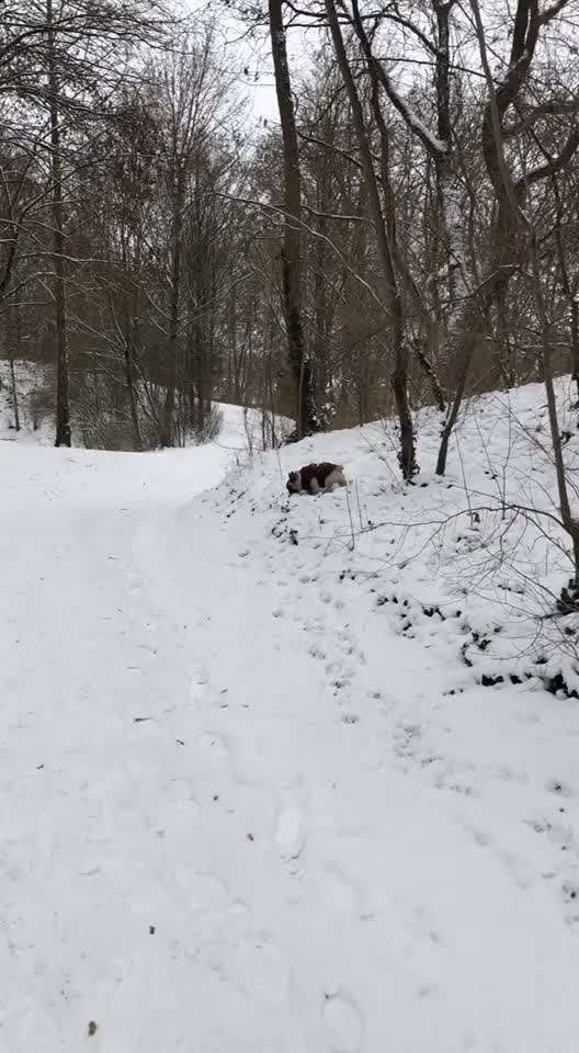 Brachycephale Hunderassen-Beitrag-Bild