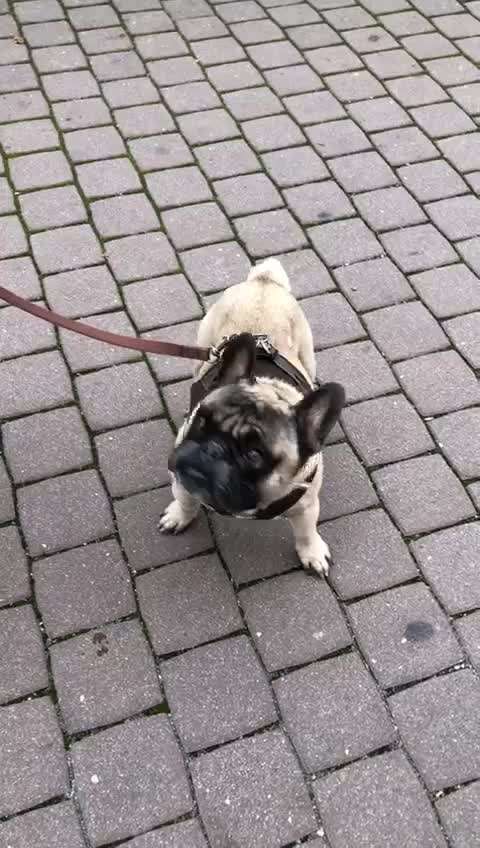 Brachycephale Hunderassen-Beitrag-Bild