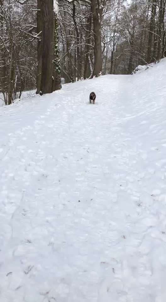 Brachycephale Hunderassen-Beitrag-Bild