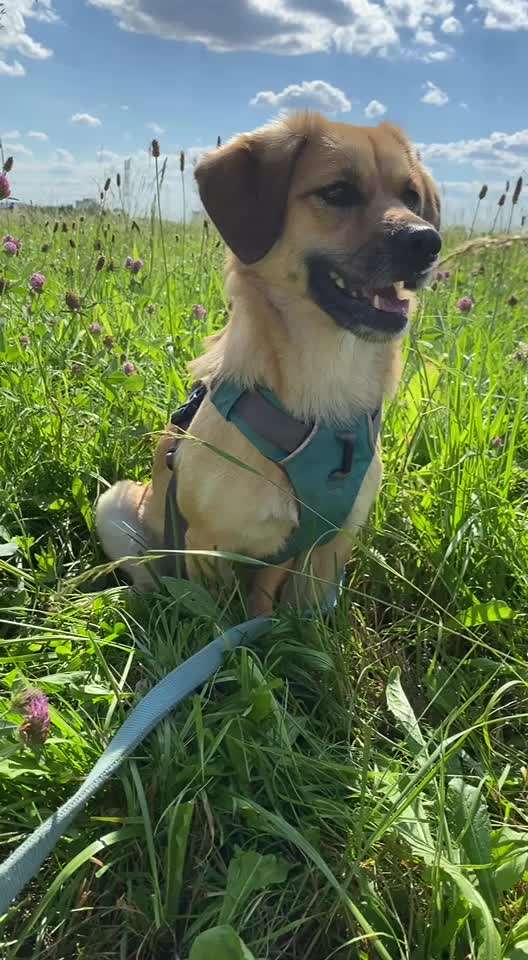 Die Dogorama Monats Challenge "Es grünt und blüht"-Beitrag-Bild