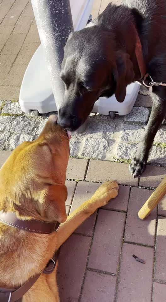 Bester Freund, Hundekumpel - zeigt her!-Beitrag-Bild