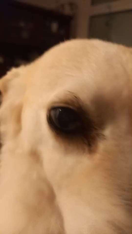 Hund Röchelt Durch Die Nase Captions Trend Update