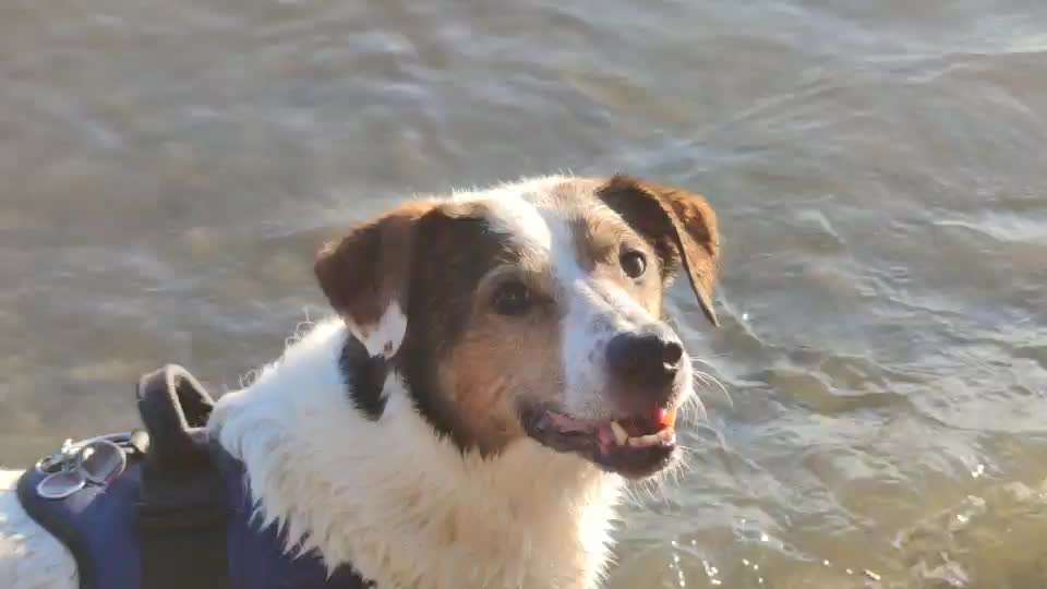 Dogorama Video Challenge: Lustige Wasser Videos-Beitrag-Bild