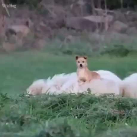 Hunde Memes-Beitrag-Bild