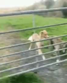 Hunde Memes-Beitrag-Bild