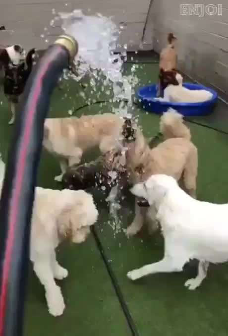 Hunde Memes-Beitrag-Bild