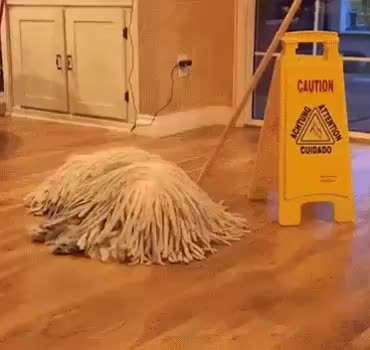 Hunde Memes-Beitrag-Bild