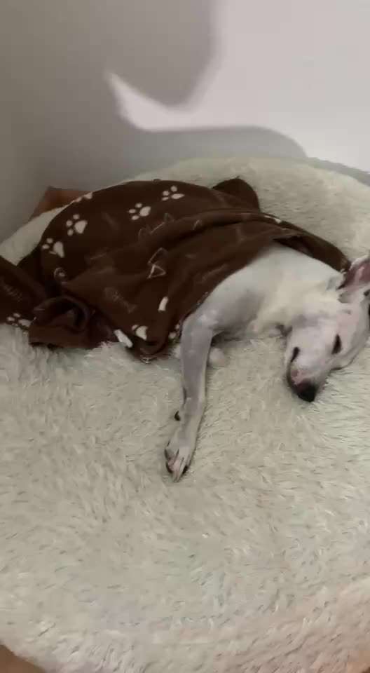 Ratonero Bodeguero Andaluz-Beitrag-Bild