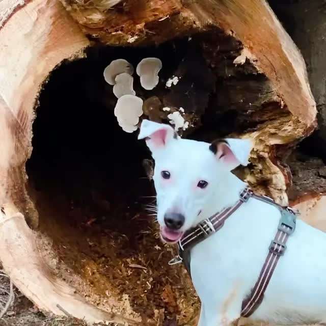 Die wunderschöne Welt mit Hund.-Beitrag-Bild