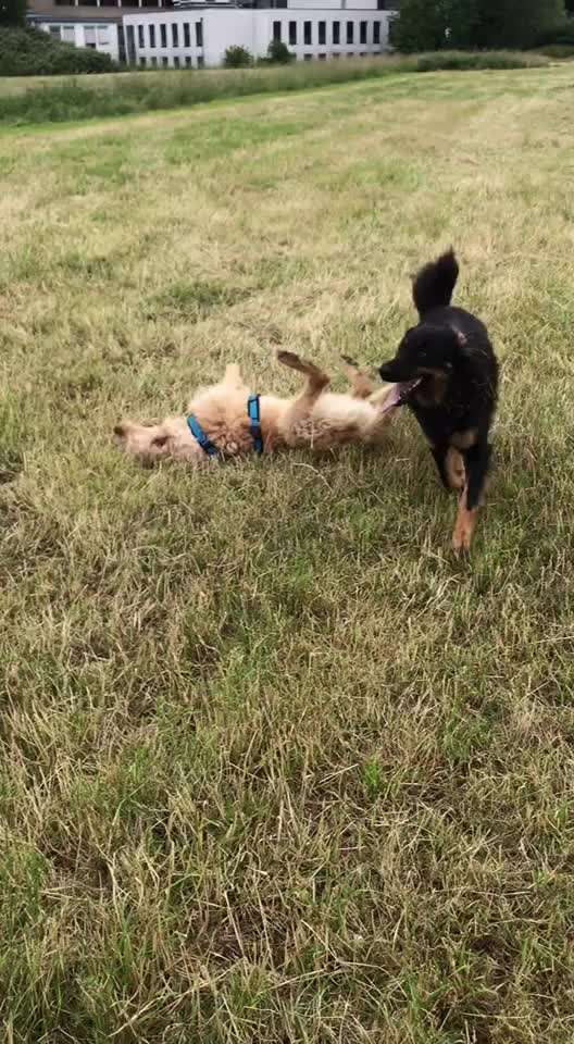 Anforderungen von Tierheimen / Tierschutzorganisationen-Beitrag-Bild