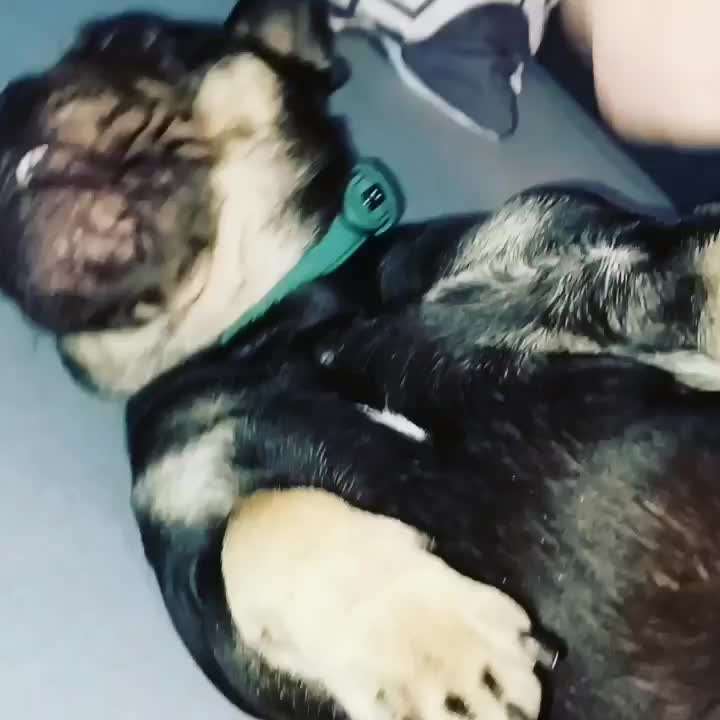 Zeige das lustigste Bild eures Hundis-Beitrag-Bild