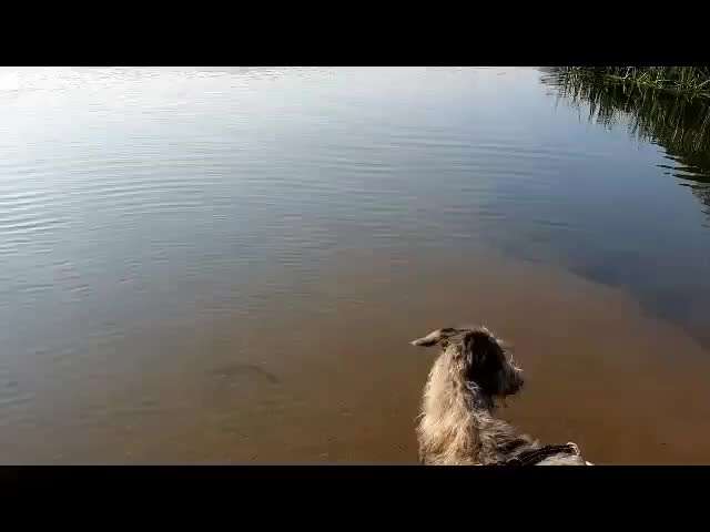 Gibt es auch Windhunde die nicht Wasserscheu sind?-Beitrag-Bild