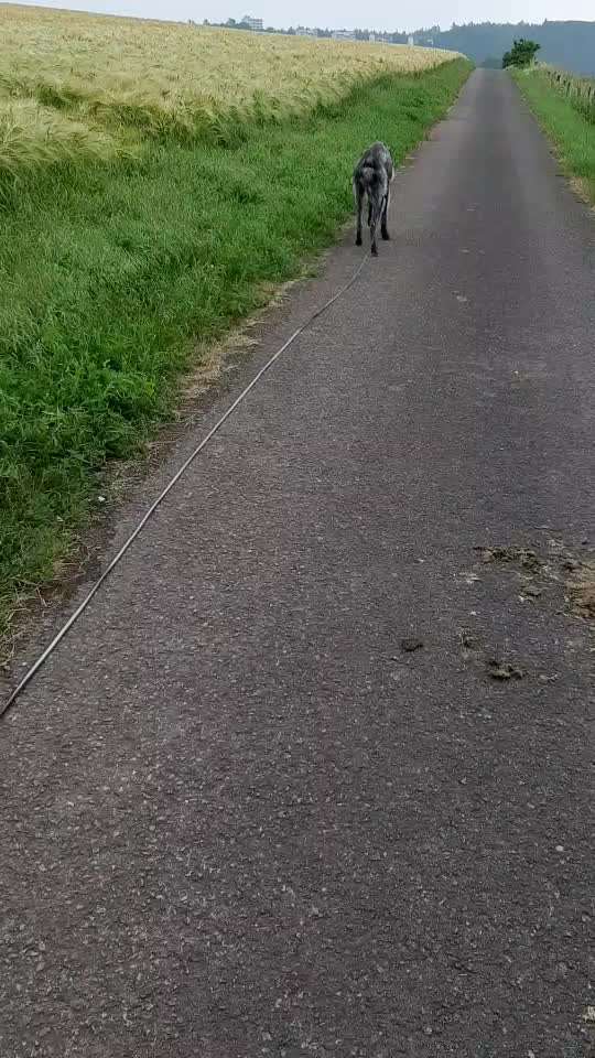 Windhunde - Treffen der besonderen Schönheiten
HERZLICH WILLKOMMEN-Beitrag-Bild