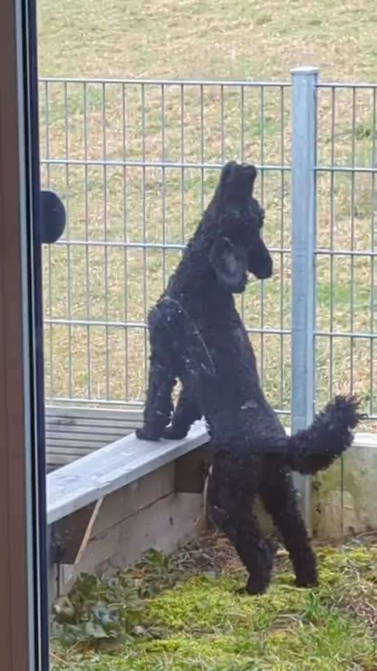 Alles rund um den Pudel-Beitrag-Bild