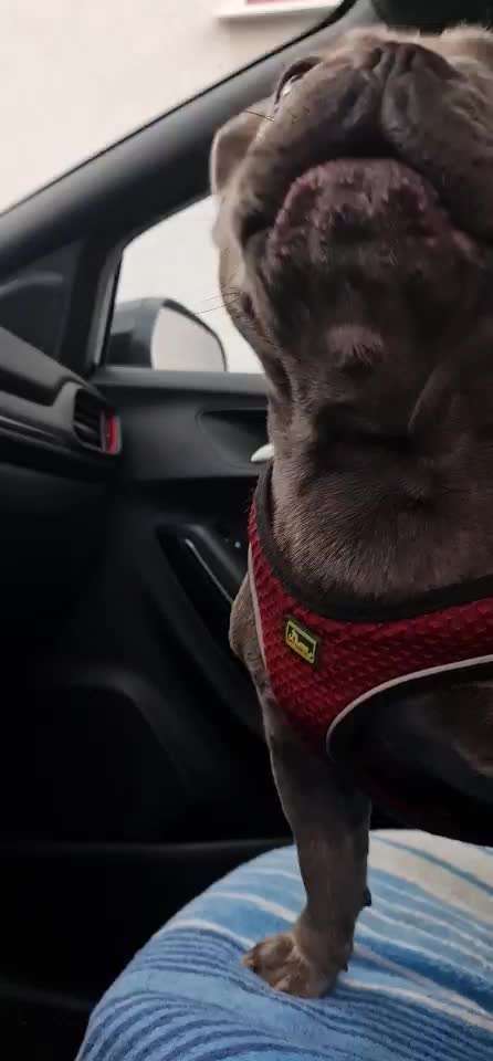 Französische Bulldoggen-Beitrag-Bild