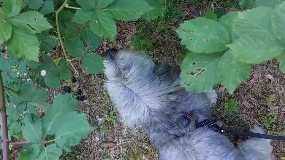 Empfindlichkeit von Hundemägen-Beitrag-Bild