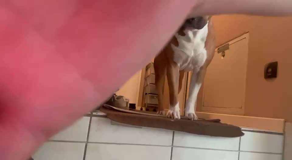 36. Impulskontrollübung-Beitrag-Bild