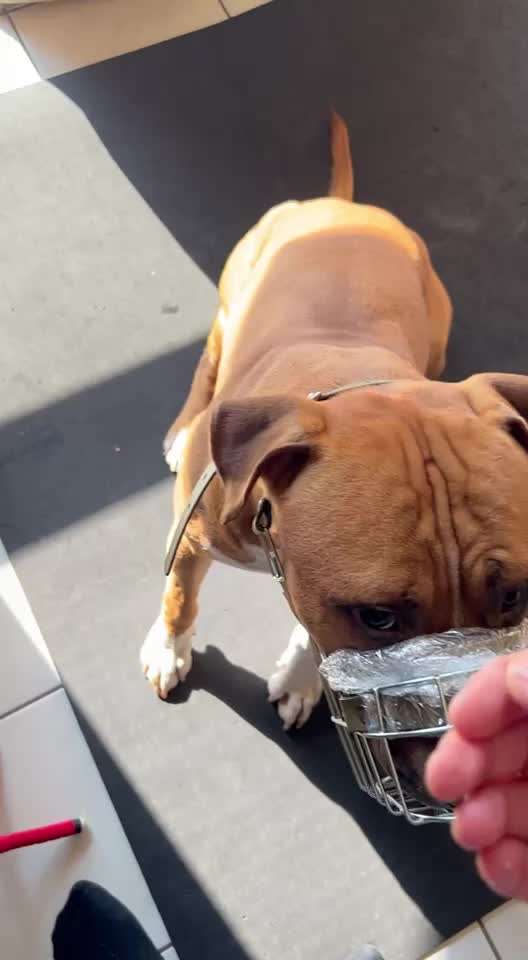 51. Impulskontrollchallenge: Maulkorb/ Ausrüstungsgegenstand tolerieren-Beitrag-Bild