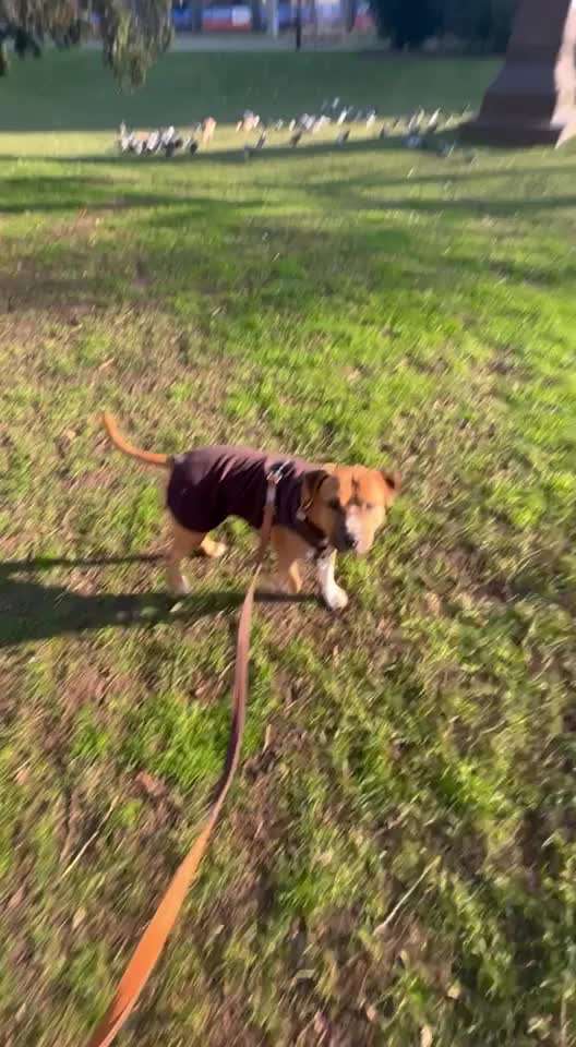 Impulskontrolle Challenge Nr 20: Jagdreiz/Bewegungsreiz aushalten-Beitrag-Bild