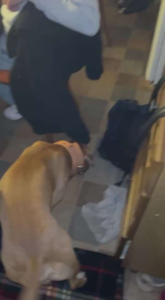 35. Impulskontrollübung "Kontakt mit anderen Tieren"-Beitrag-Bild