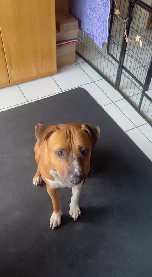 74. Trick-Übung "Leckerli schnappen"-Beitrag-Bild