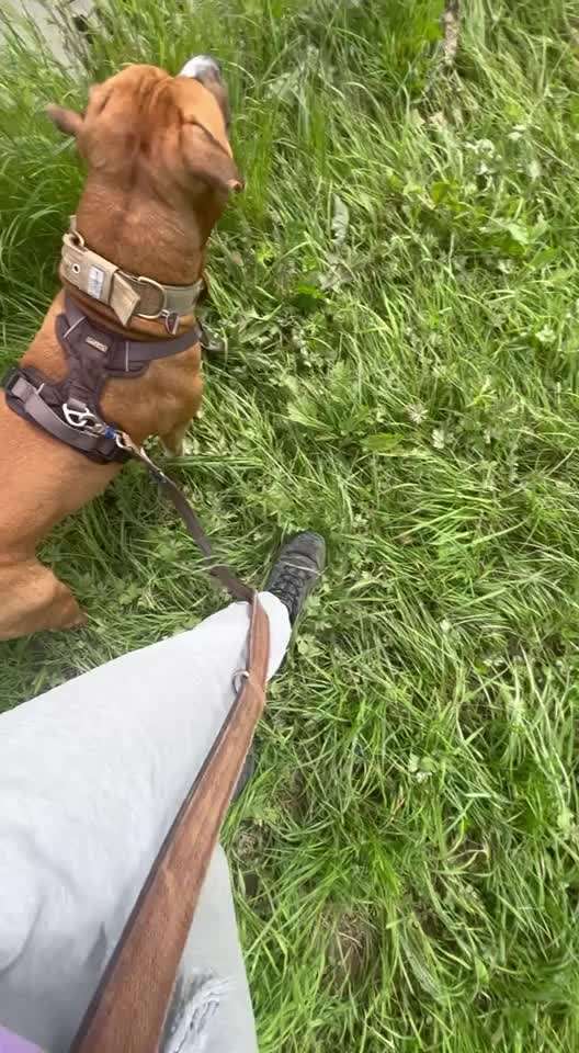 35. Impulskontrollübung "Kontakt mit anderen Tieren"-Beitrag-Bild