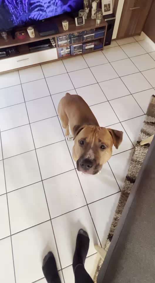 Impulskontrolle Challenge NR .4.           STOP/STEH/ WARTE-Beitrag-Bild