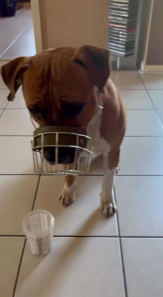 Wie sitzt mein Maulkorb / Maulkorb-Beratung-Beitrag-Bild