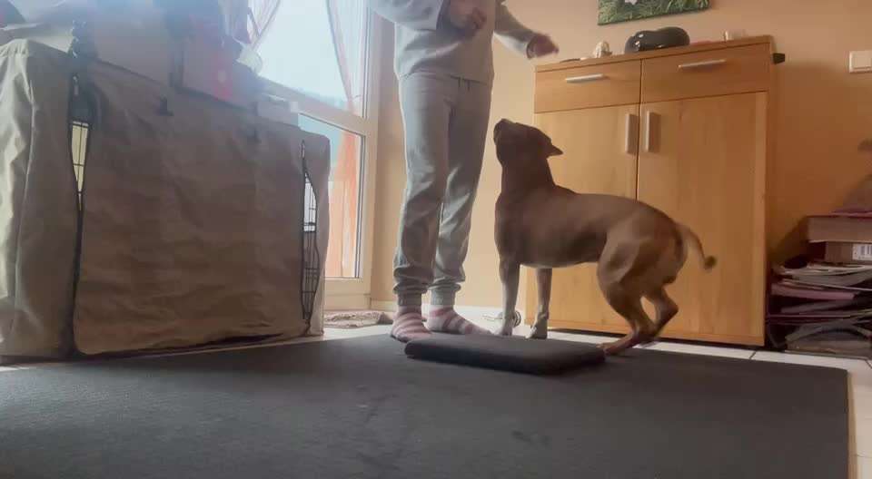 65. Gemeinsames Tricktraining: Rückwärts auf Gegenstand-Beitrag-Bild