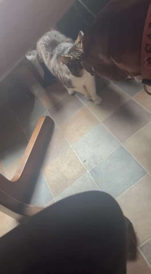 35. Impulskontrollübung "Kontakt mit anderen Tieren"-Beitrag-Bild