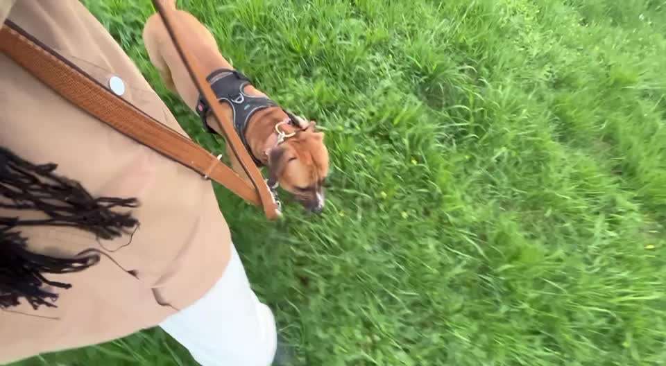 Impulskontrolle Challenge Nr 20: Jagdreiz/Bewegungsreiz aushalten-Beitrag-Bild