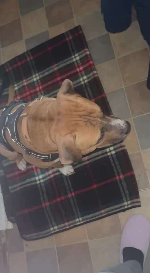 16. Impulskontrolle Challenge - Reiz trotz Ablenkung trotzen-Beitrag-Bild