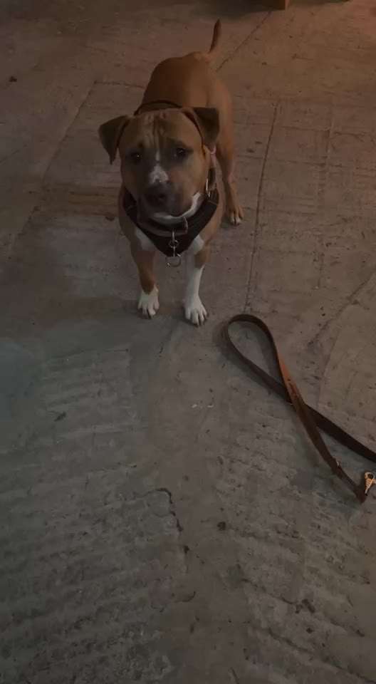 Impulskontrolle Challenge Nr . 6: ohne Befehle-Beitrag-Bild