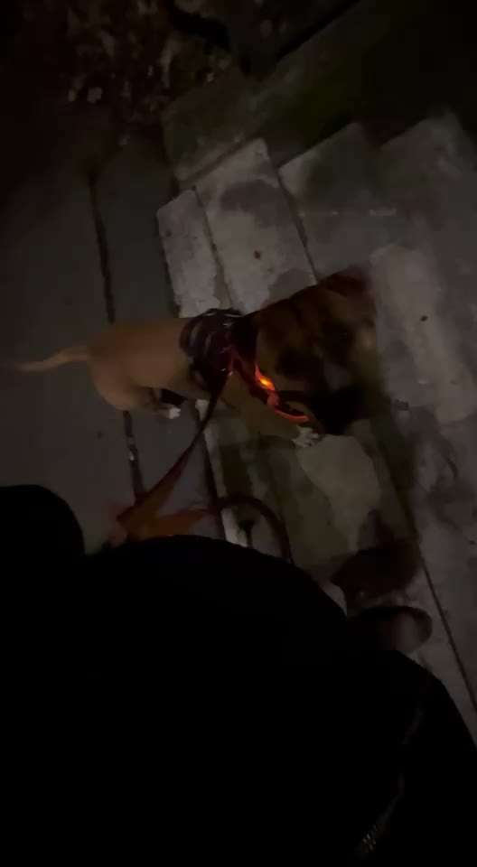 Impulskontrolle Challenge Nr . 6: ohne Befehle-Beitrag-Bild