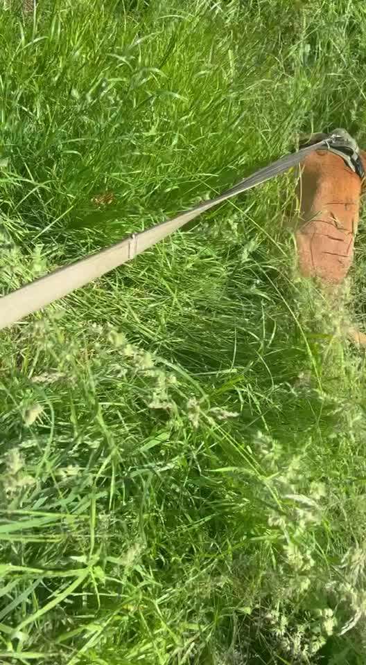 Wie sitzt mein Maulkorb / Maulkorb-Beratung-Beitrag-Bild